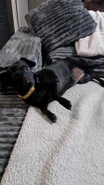 Petunia, ADOPTABLE, Adult Female Chiweenie.