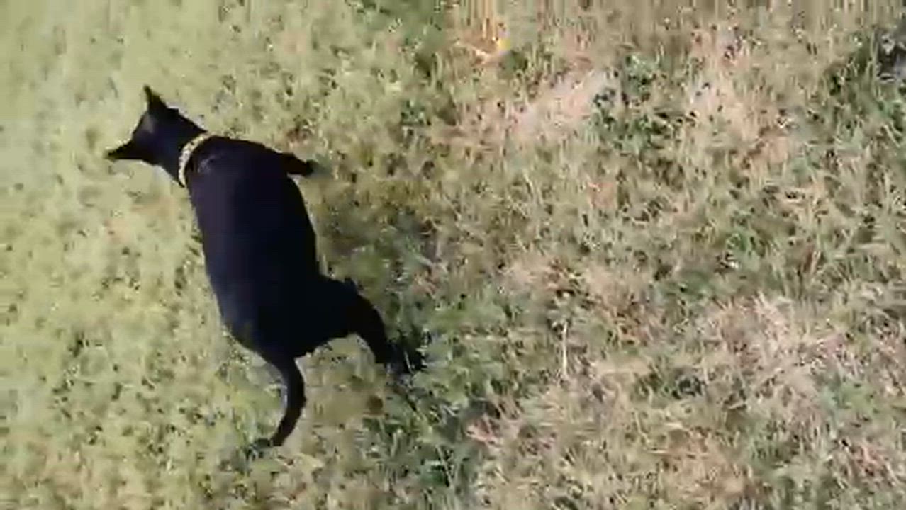 Enlarge Petunia, a ADOPTABLE mixed breed in Temple, TX video 3/3