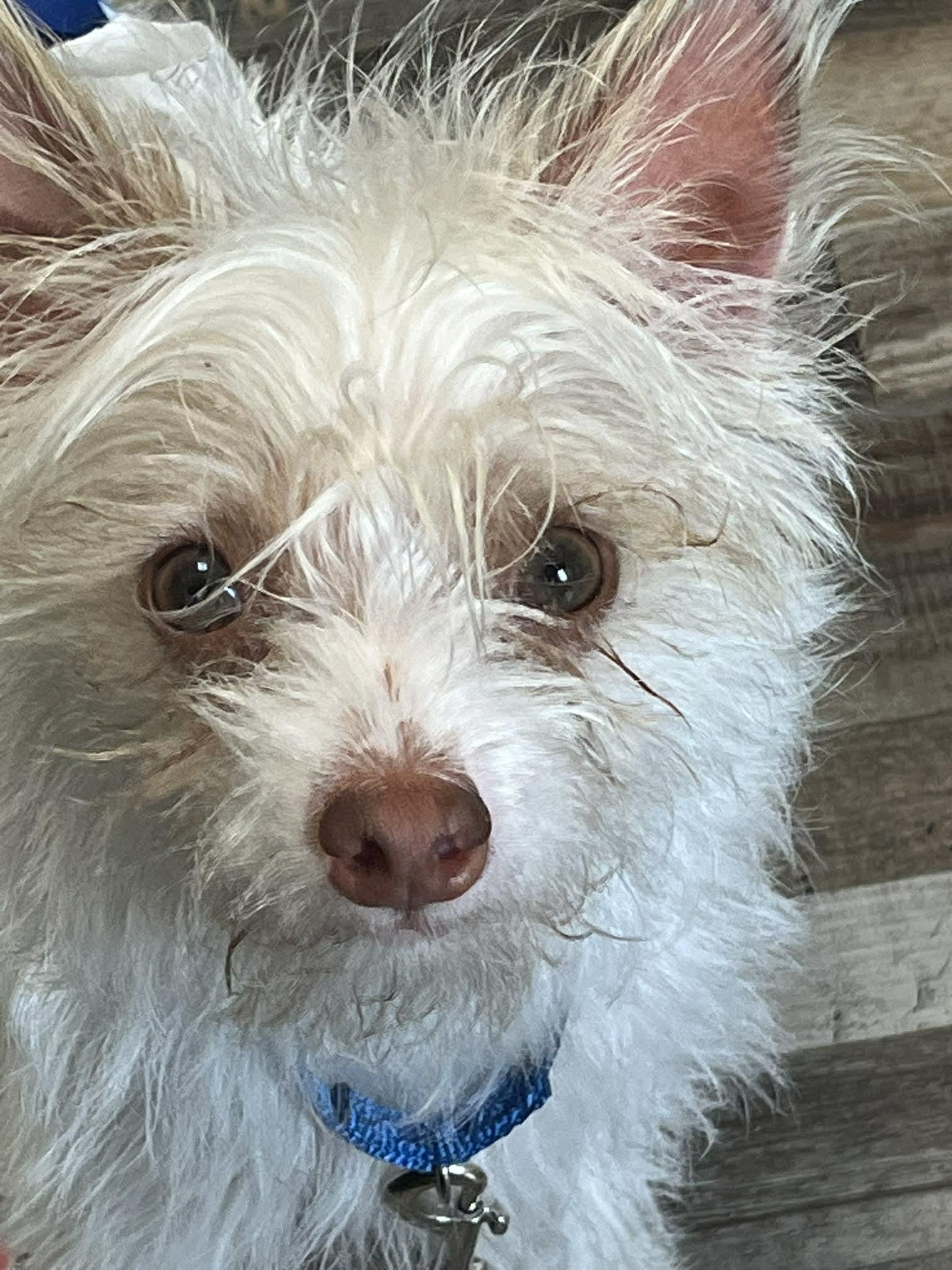 Enlarge Giacomo, a Adoptable mixed breed in Virginia Beach, VA image 1/1