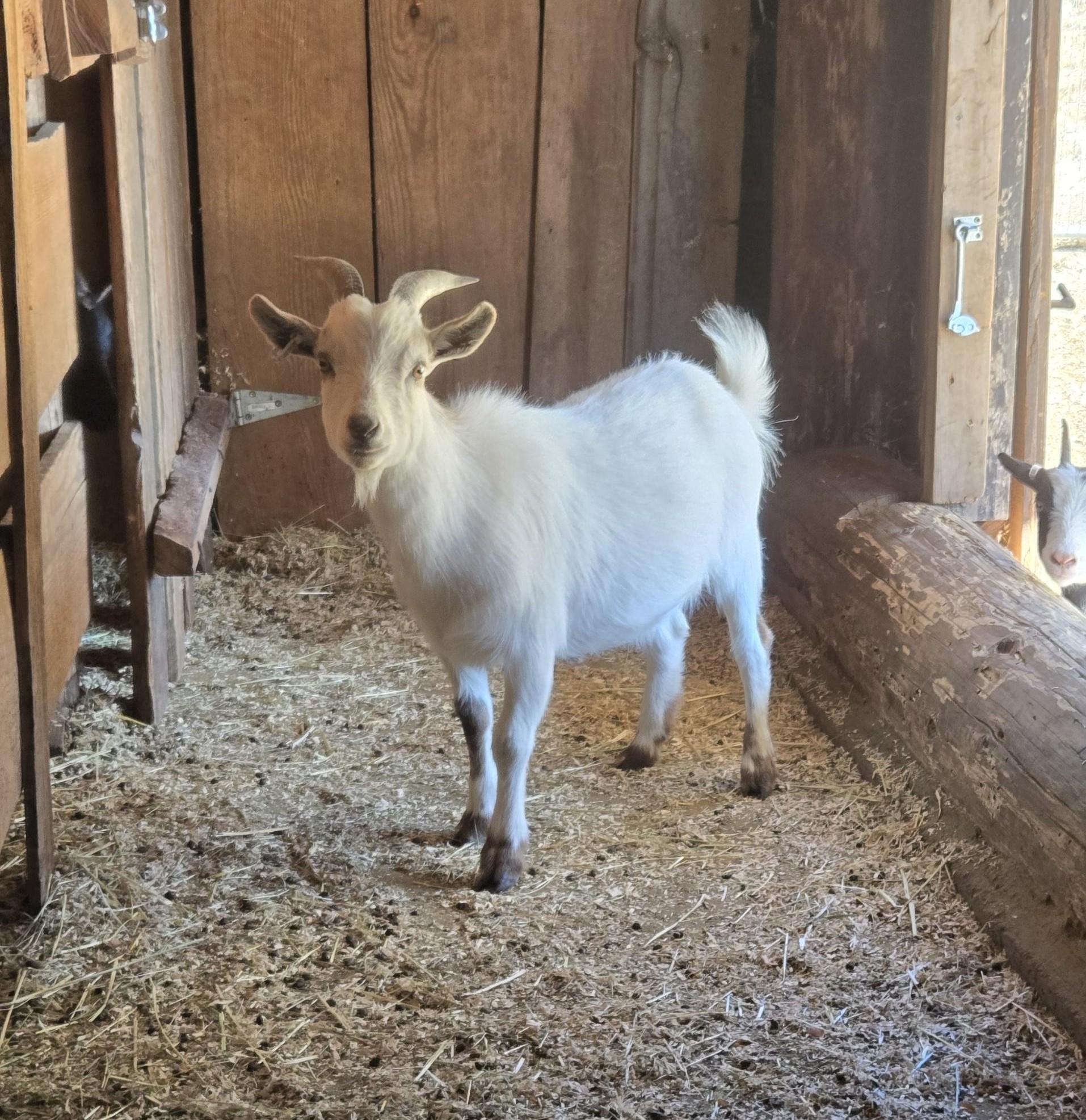 Enlarge Buck, a Adoptable Pygmy in Jacksonville, OR image 4/4