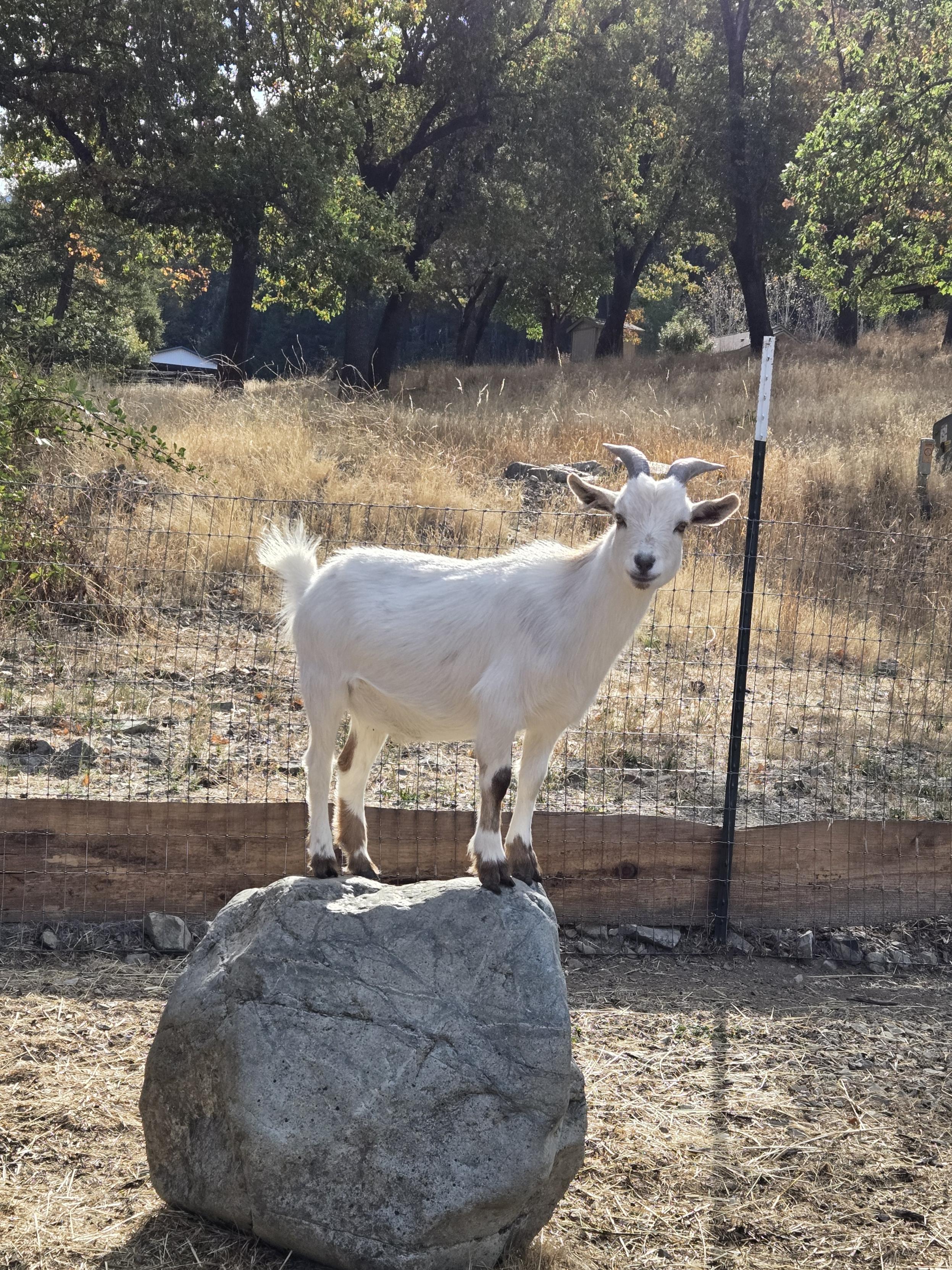 Enlarge Buck, a Adoptable Pygmy in Jacksonville, OR image 1/4