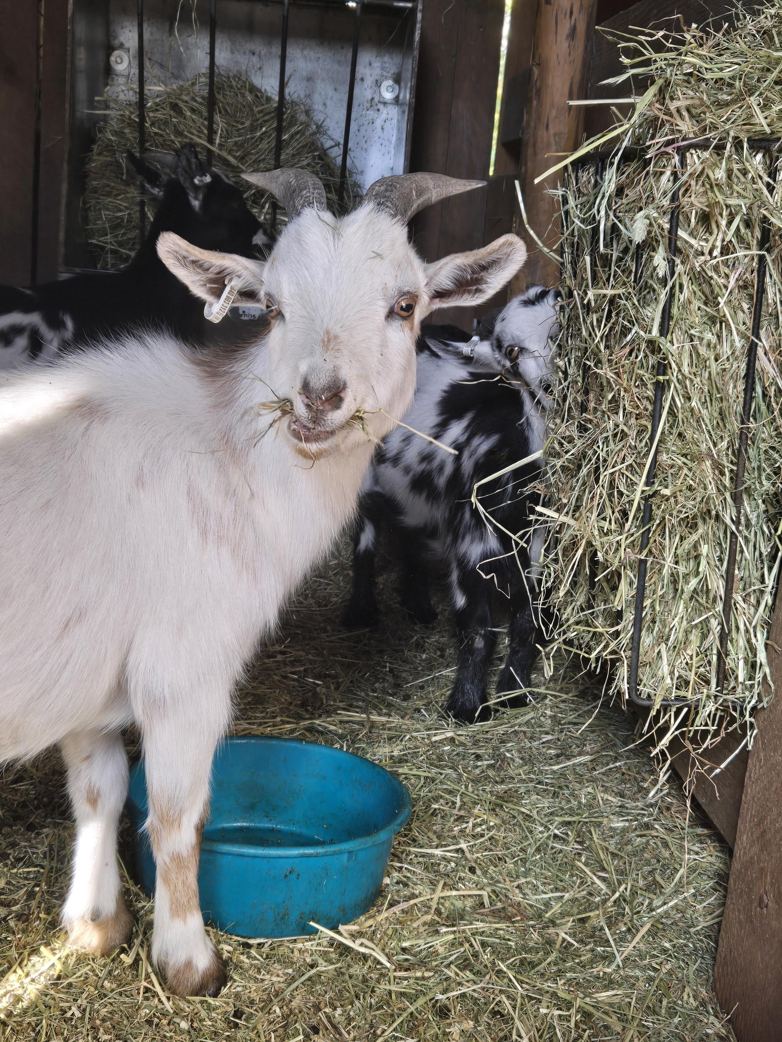 Enlarge Buck, a Adoptable Pygmy in Jacksonville, OR image 2/4
