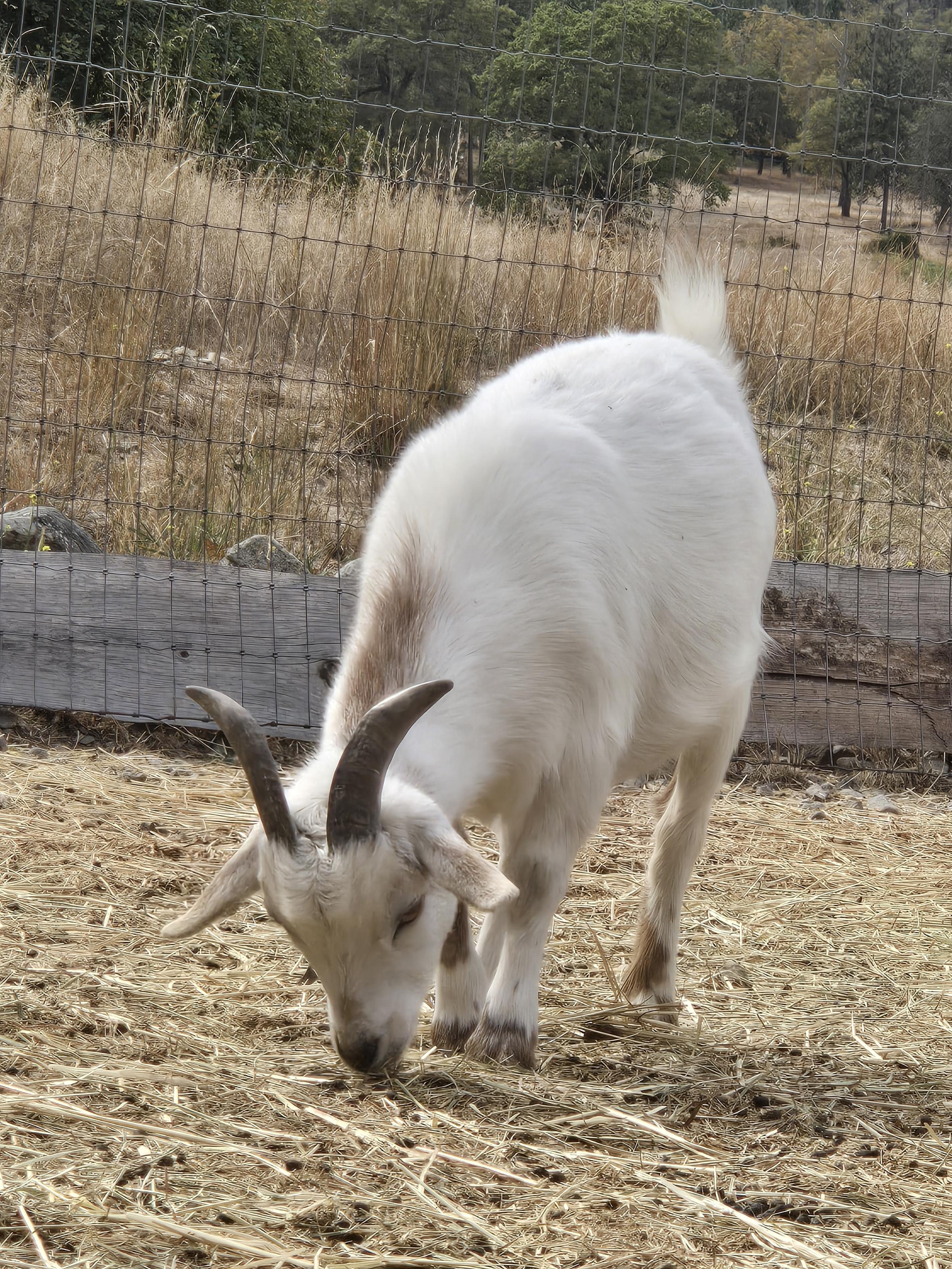 Enlarge Buck, a Adoptable Pygmy in Jacksonville, OR image 3/4