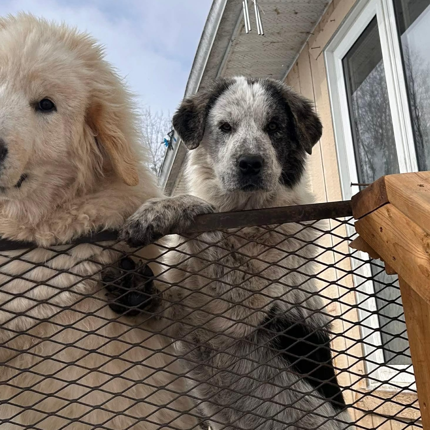 Enlarge Becky, a ADOPTABLE Mixed Breed in Edmonton, AB image 2/4