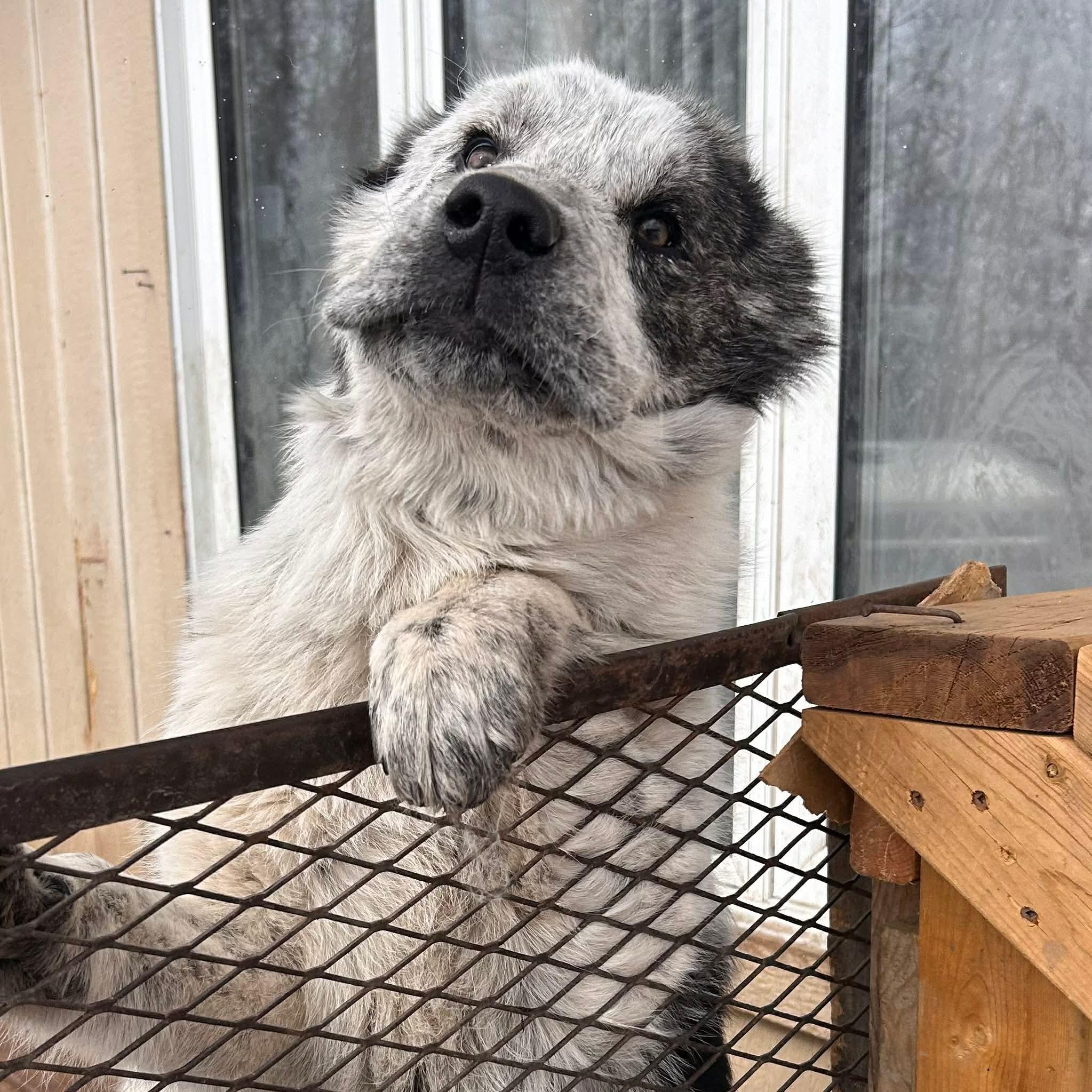 Enlarge Becky, a ADOPTABLE Mixed Breed in Edmonton, AB image 1/4