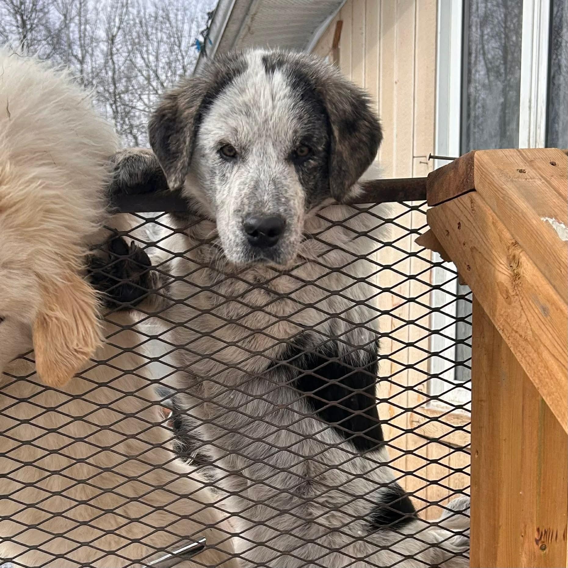 Enlarge Becky, a ADOPTABLE Mixed Breed in Edmonton, AB image 4/4
