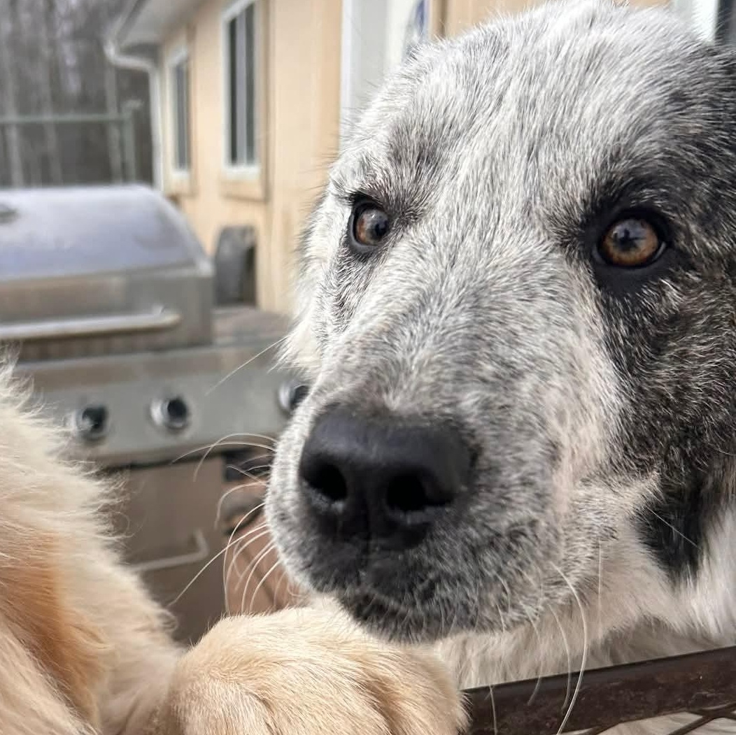 Enlarge Becky, a ADOPTABLE Mixed Breed in Edmonton, AB image 3/4