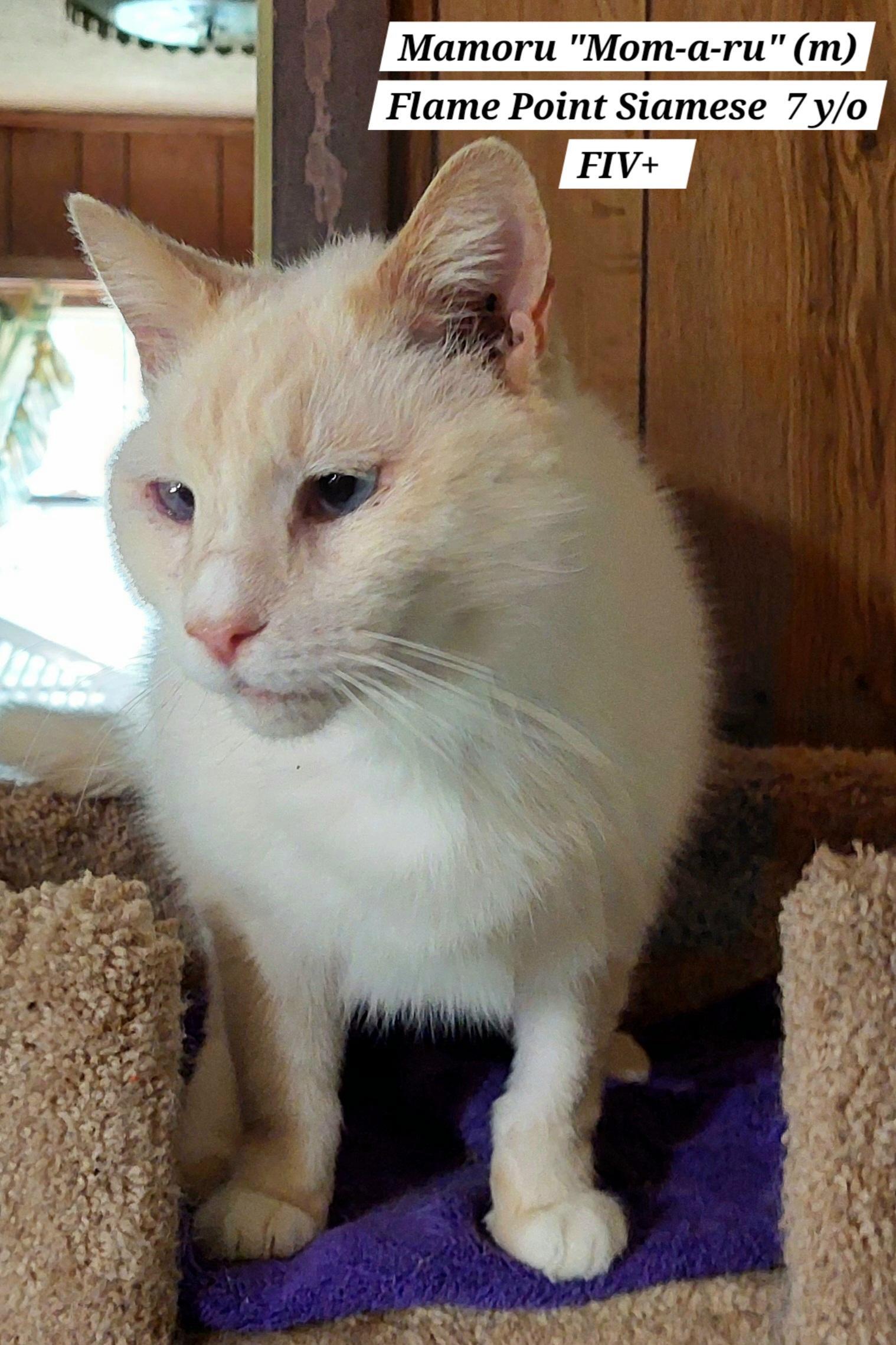 Mamoru, Adoptable, Adult Male Siamese.