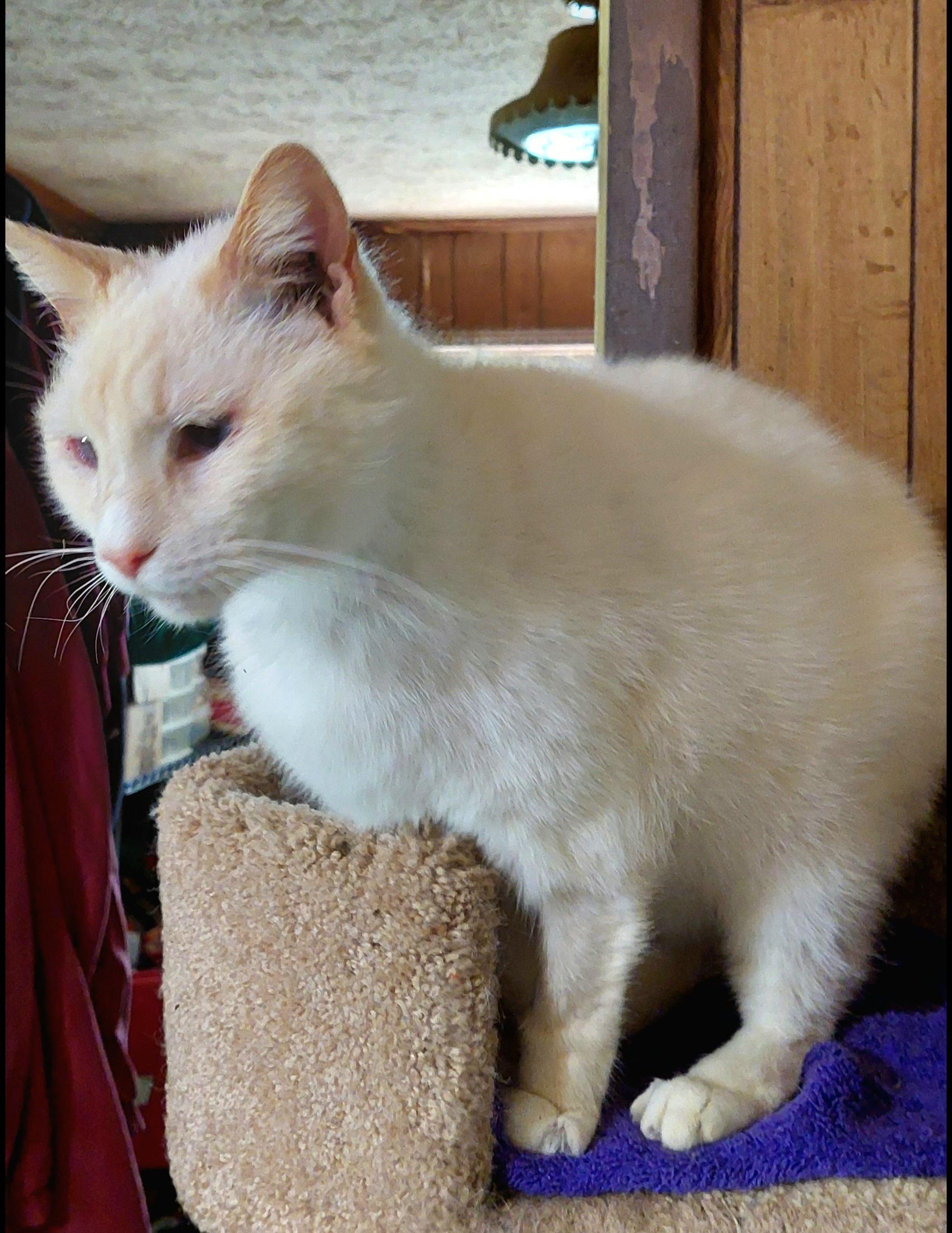 Mamoru, a Adoptable Siamese in Morganton, NC image 2/6