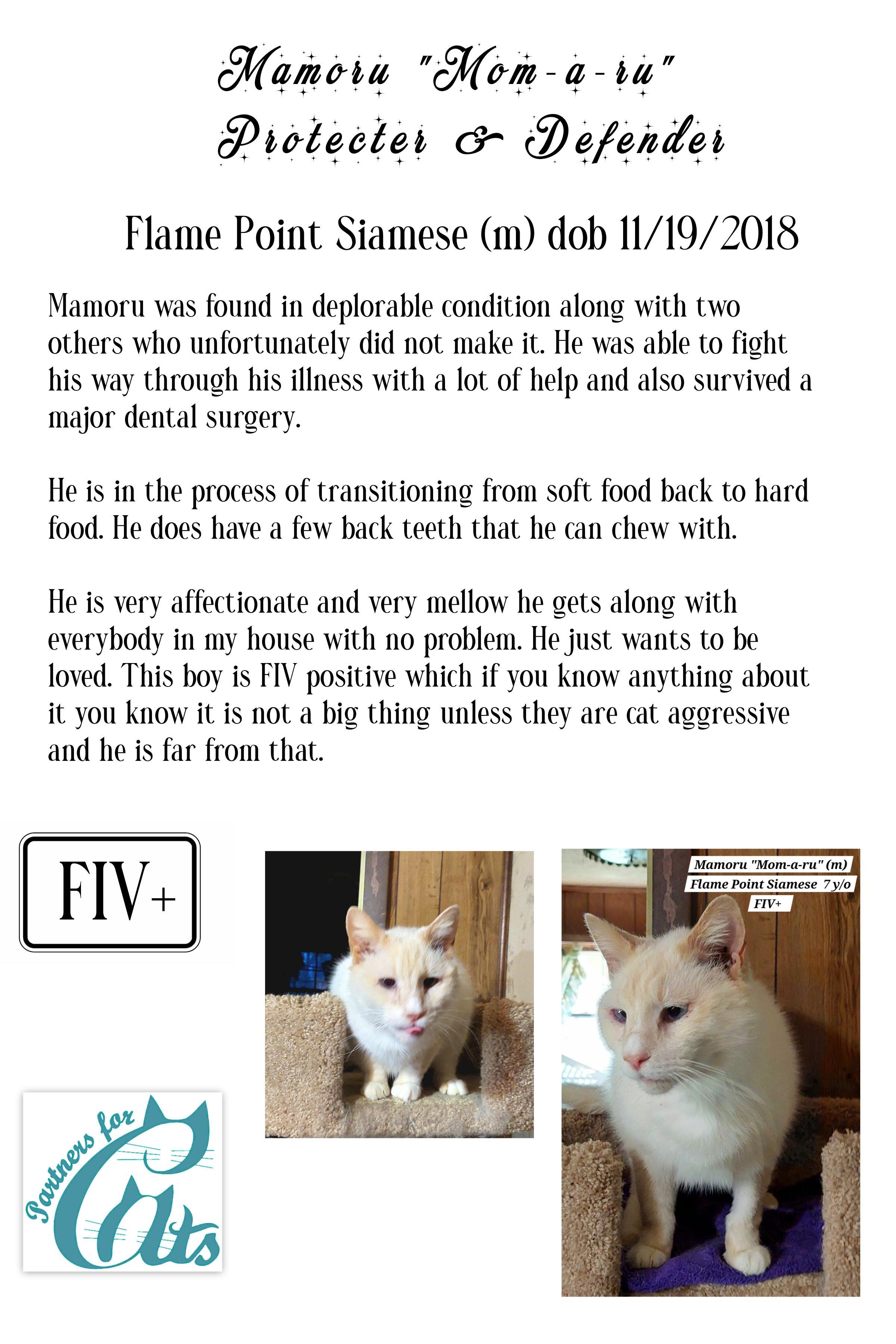 Mamoru, a Adoptable Siamese in Morganton, NC image 3/6