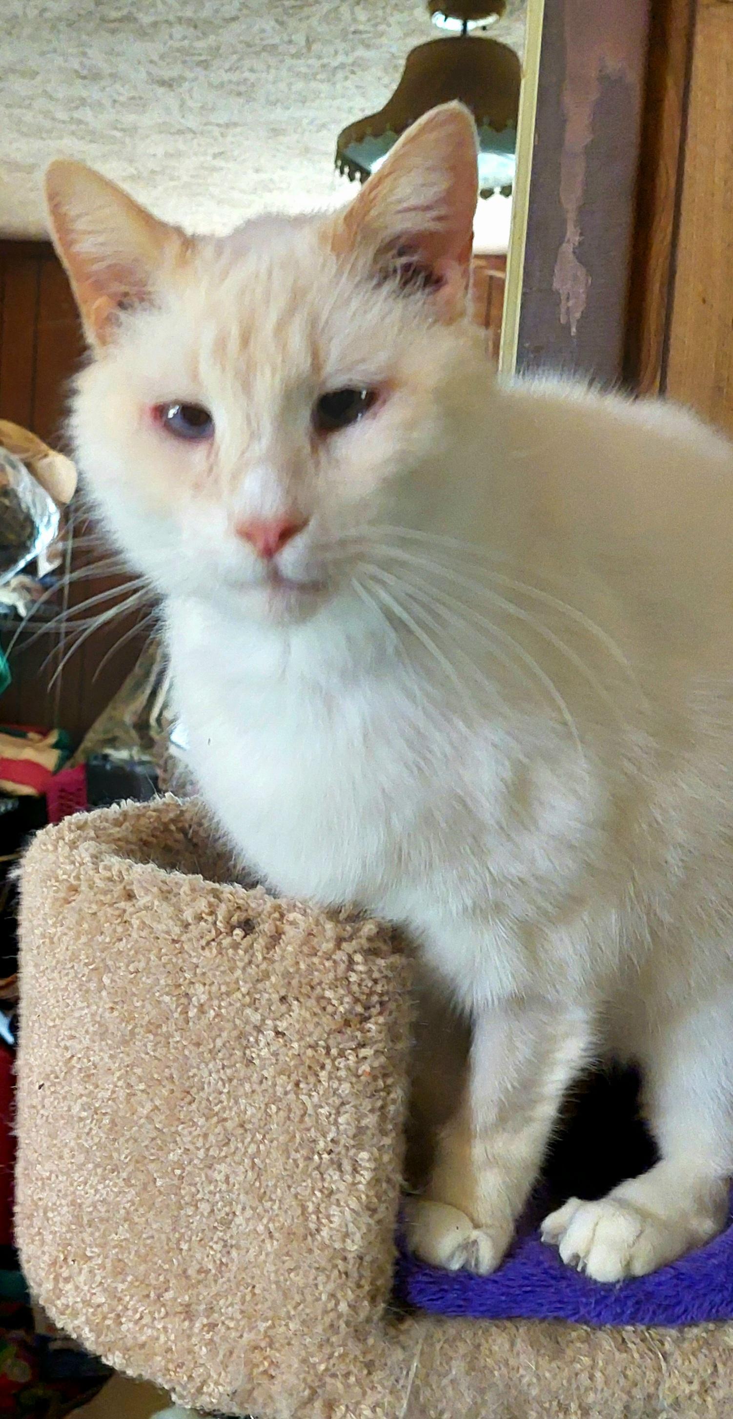 Mamoru, a Adoptable Siamese in Morganton, NC image 4/6