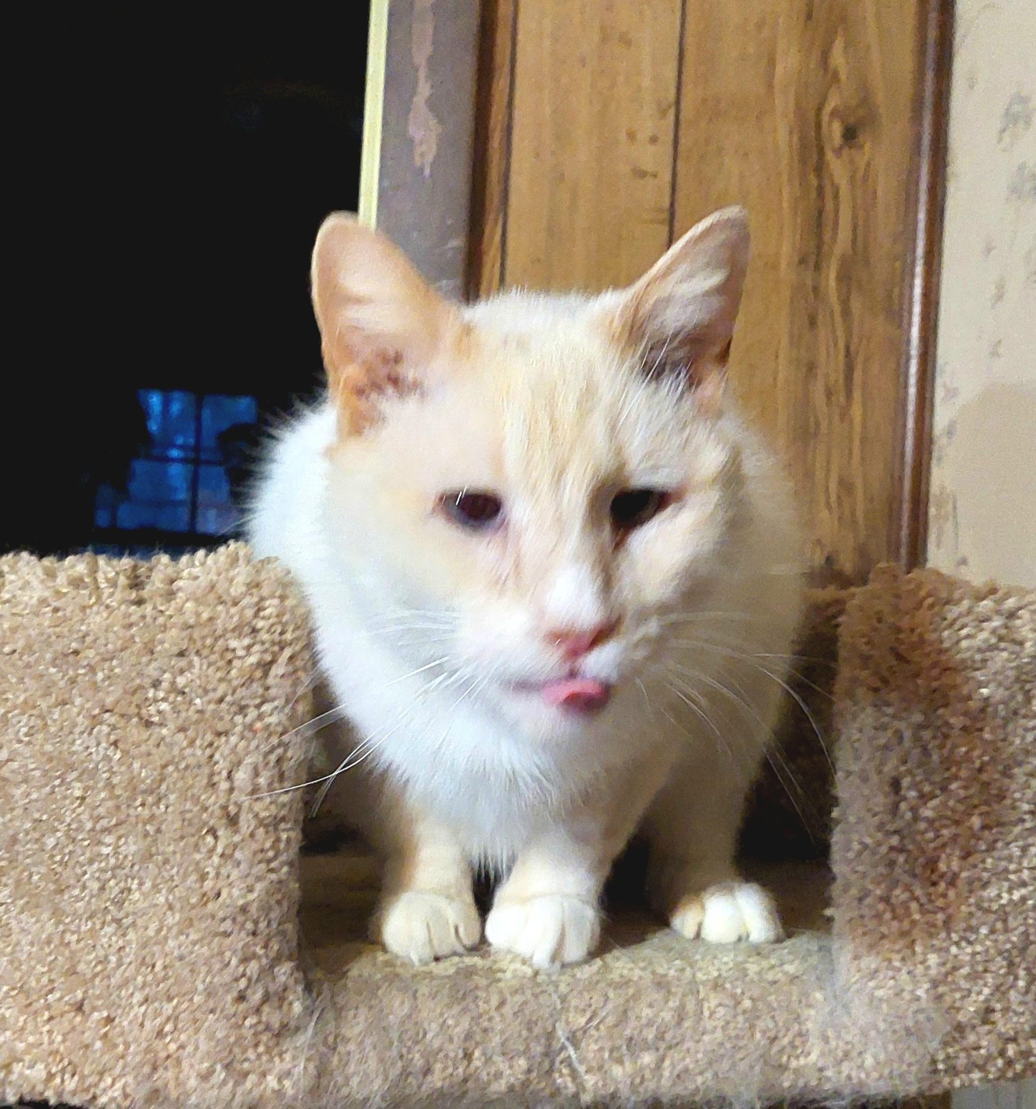 Mamoru, a Adoptable Siamese in Morganton, NC image 5/6