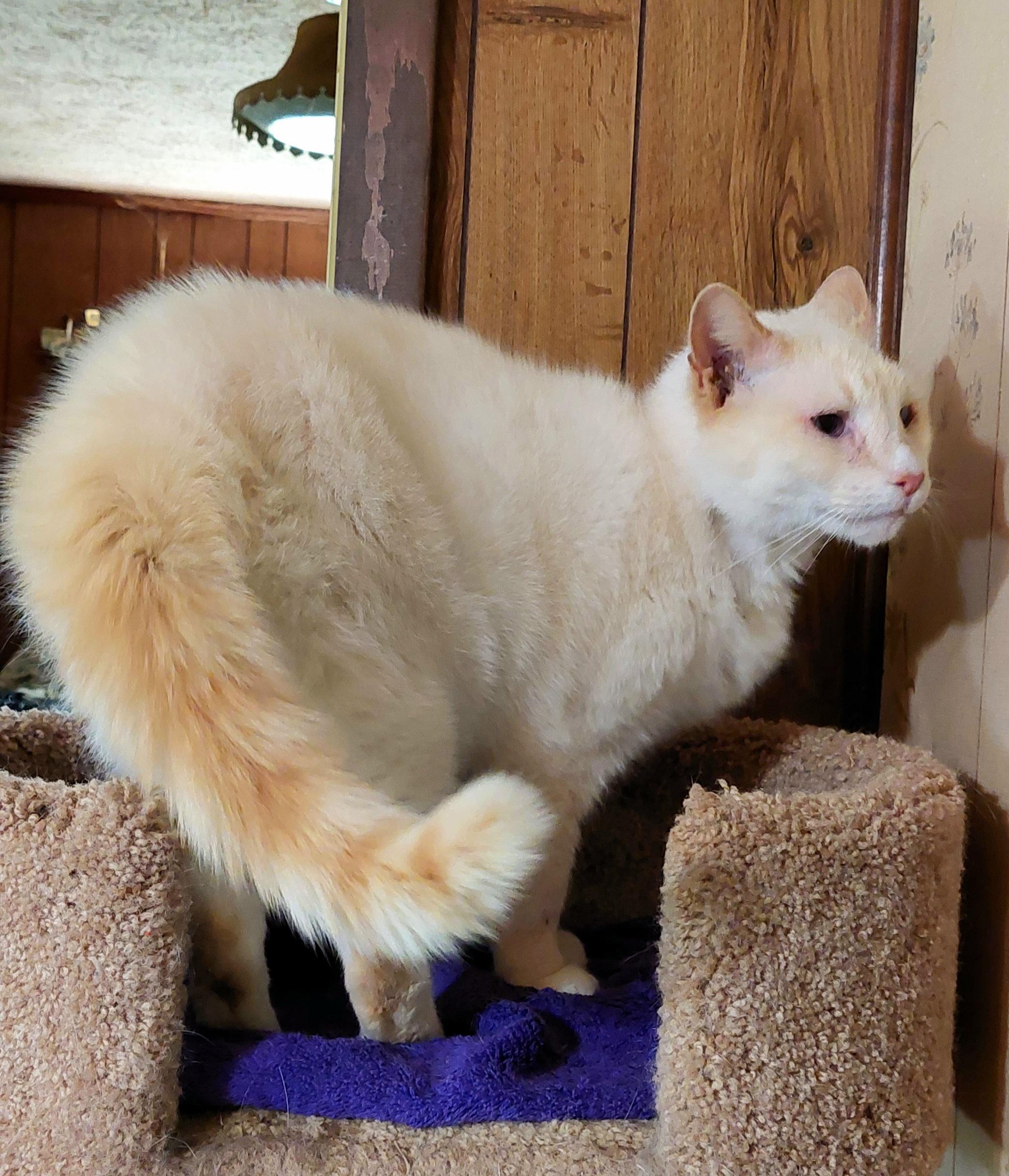 Mamoru, a Adoptable Siamese in Morganton, NC image 6/6