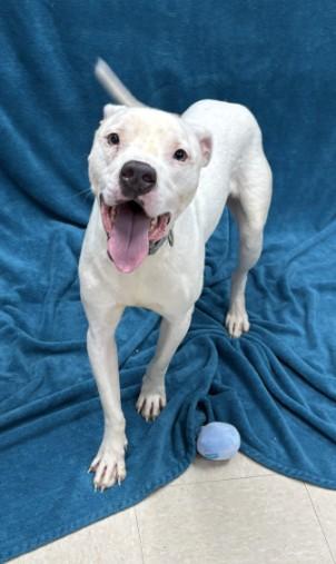 CHEF, Adoptable, Young Male Pit Bull Terrier.