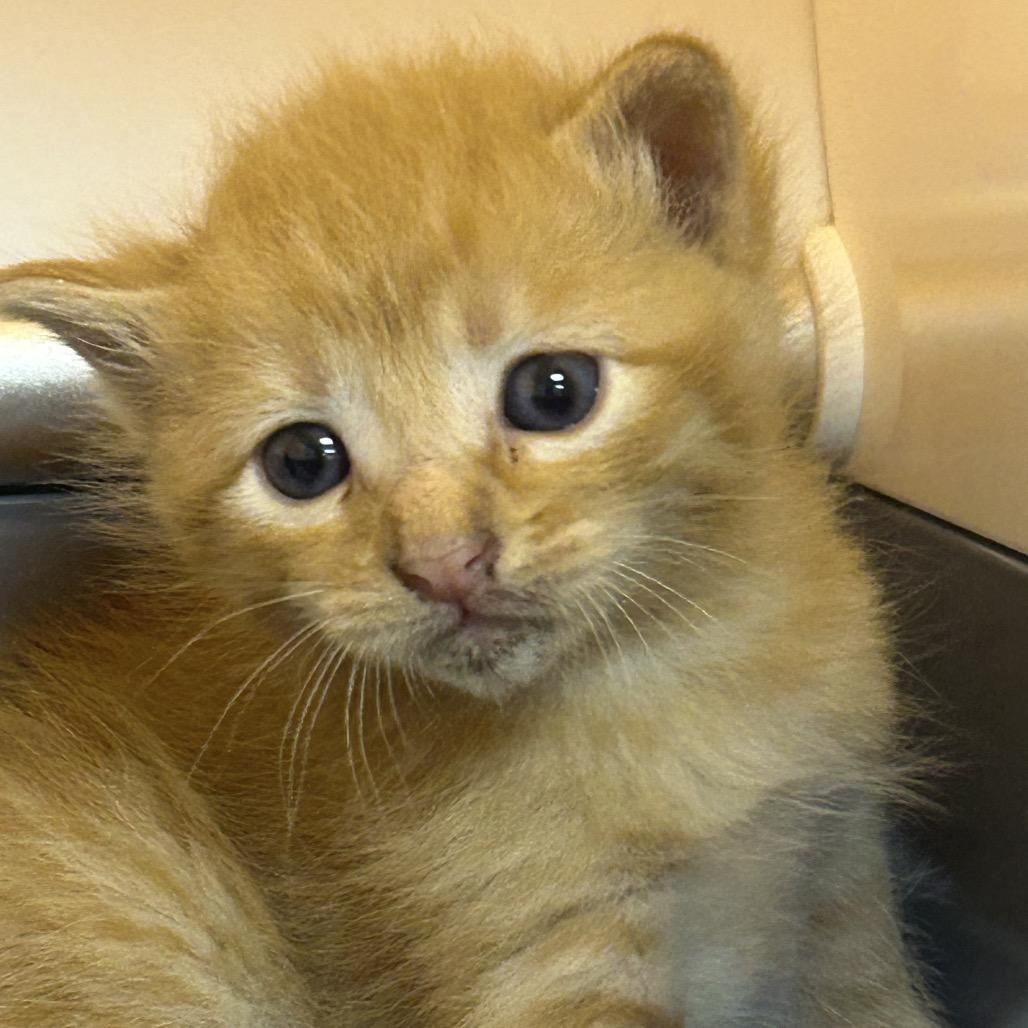 Dorito F-21627, Adoptable, Kitten Male Domestic Medium Hair.