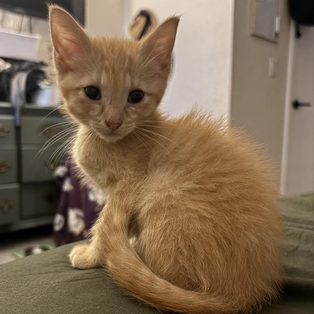 Dorito F-21627, a Adoptable Domestic Medium Hair in Oklahoma City, OK image 2/3
