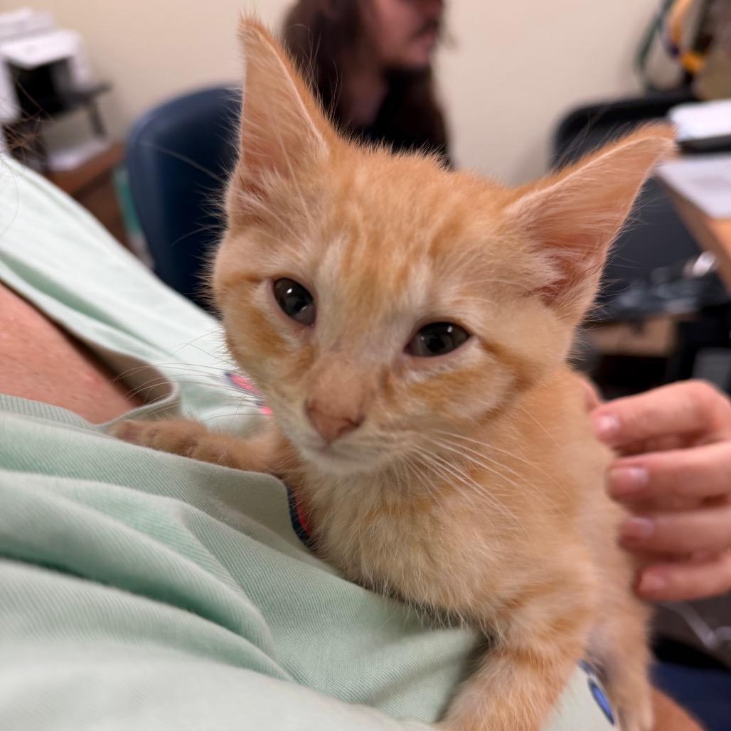 Dorito F-21627, a Adoptable Domestic Medium Hair in Oklahoma City, OK image 3/3