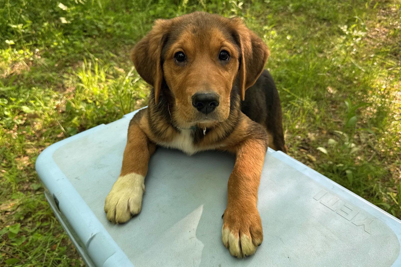Enlarge Erik Clapton, a Adopted mixed breed in Alpharetta, GA image 1/3