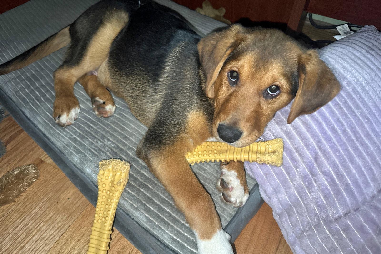 Enlarge Erik Clapton, a Adopted mixed breed in Alpharetta, GA image 2/3