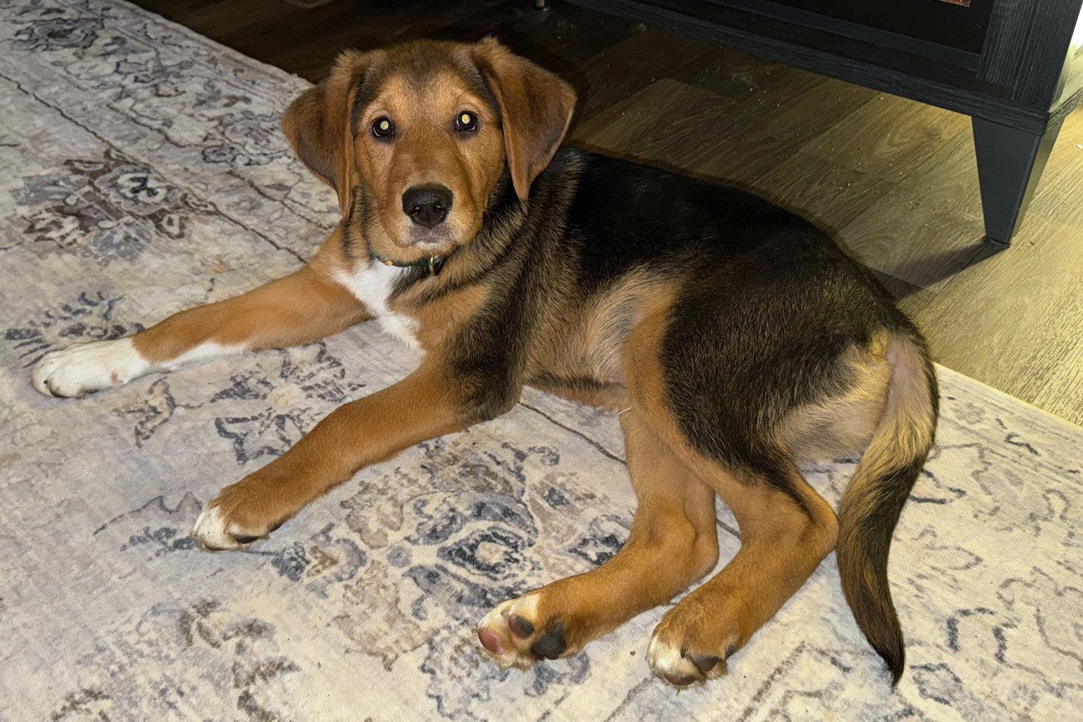 Enlarge Erik Clapton, a Adopted mixed breed in Alpharetta, GA image 3/3