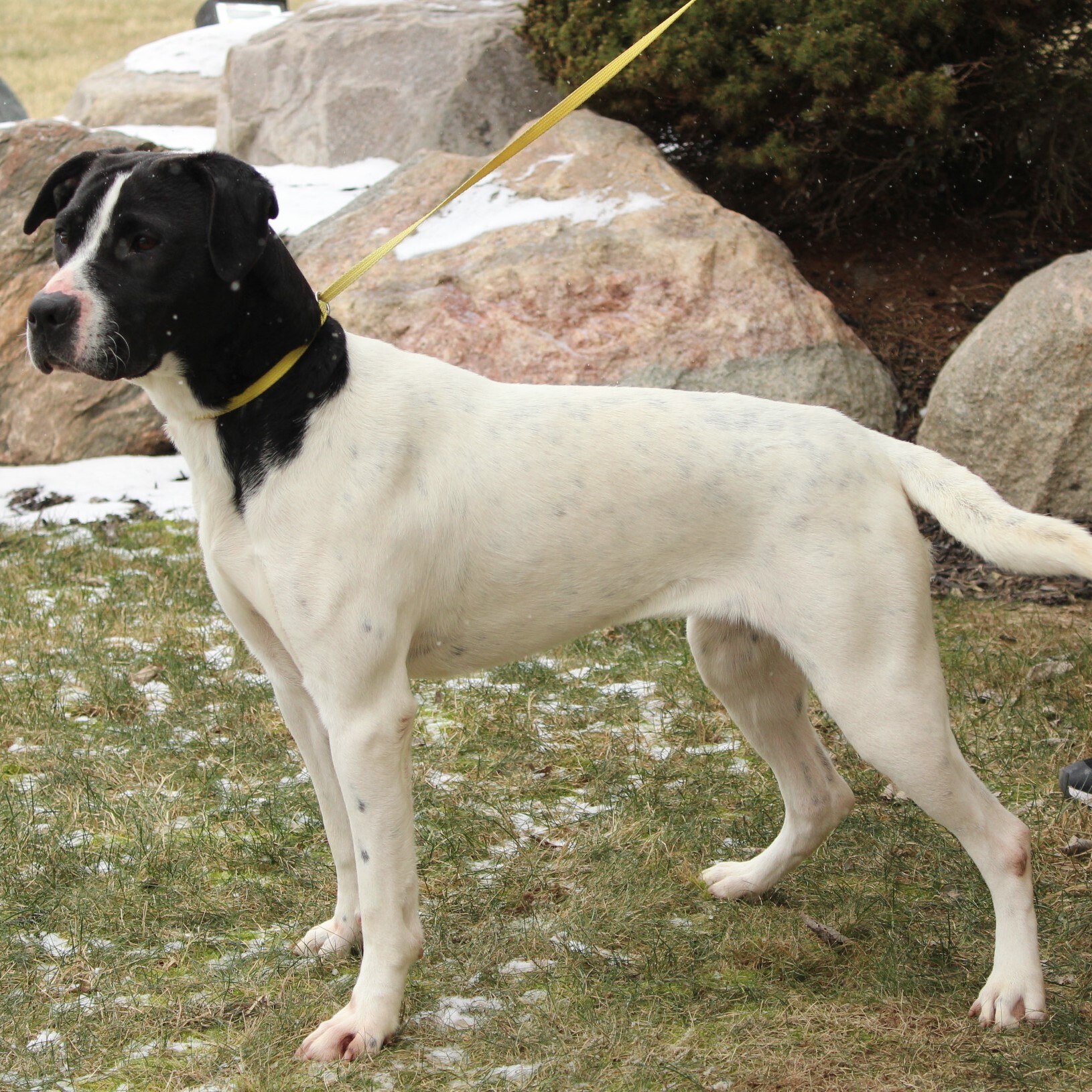 Treya, a Adoptable Pointer in Eaton, OH image 2/5
