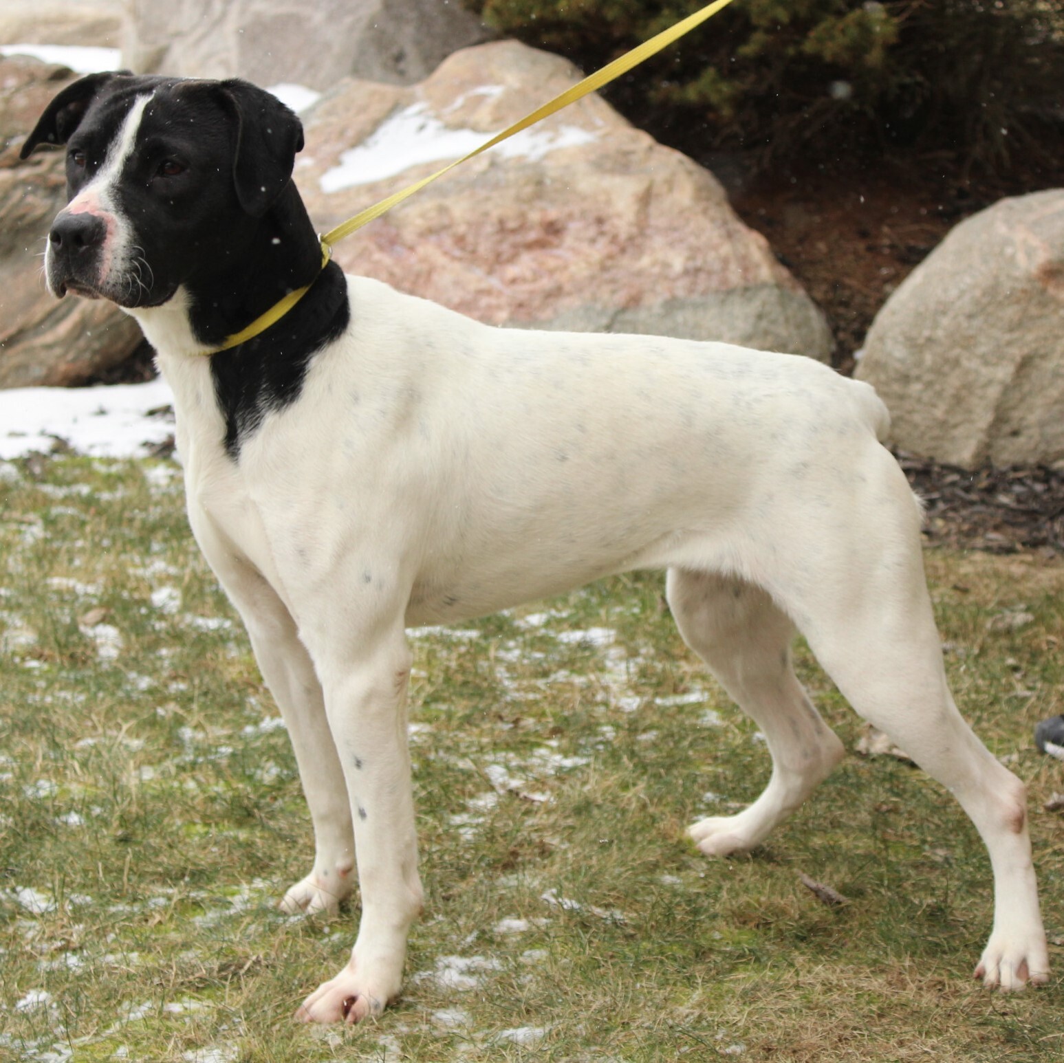 Treya, a Adoptable Pointer in Eaton, OH image 3/5
