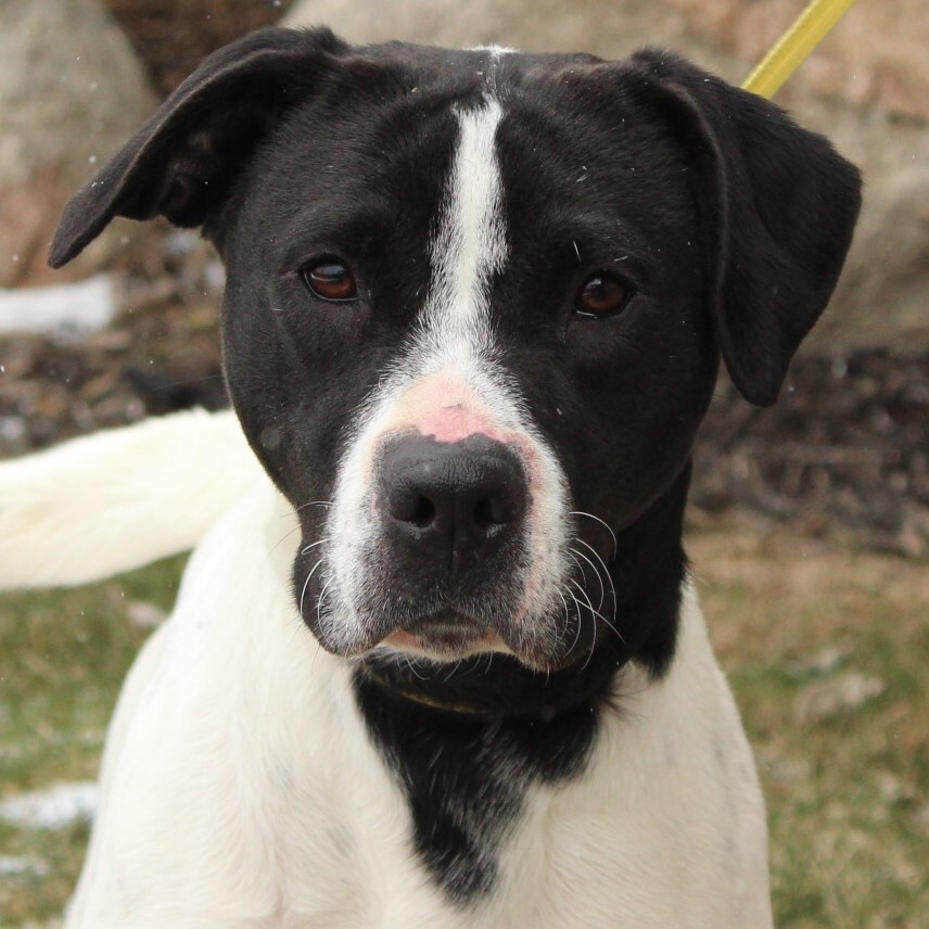 Treya, Adoptable, Young Female Pointer.