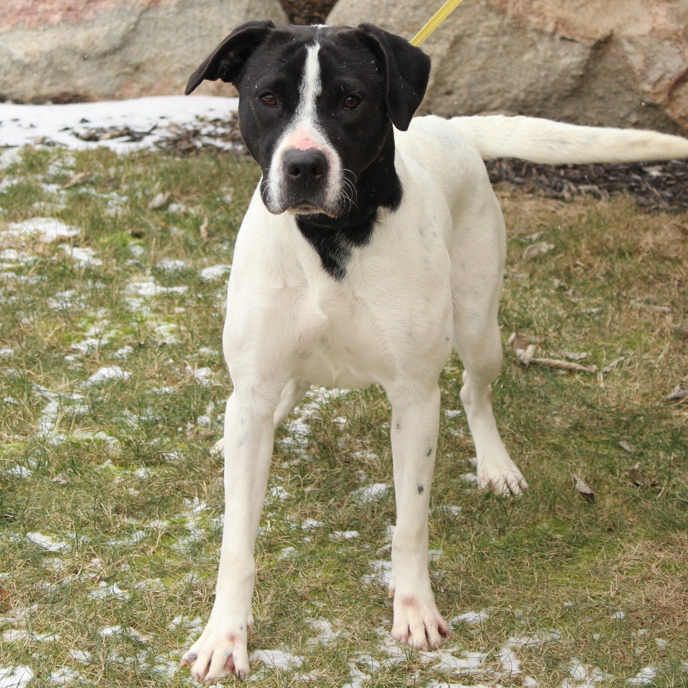 Treya, a Adoptable Pointer in Eaton, OH image 4/5
