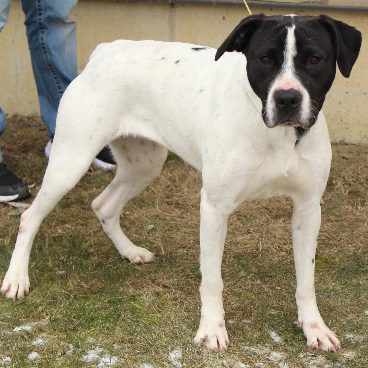 Treya, a Adoptable Pointer in Eaton, OH image 5/5