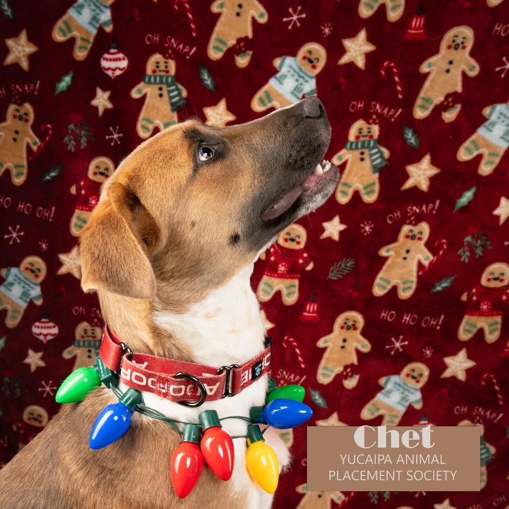 Chet, Adoptable, Young Male Shepherd & Boxer.