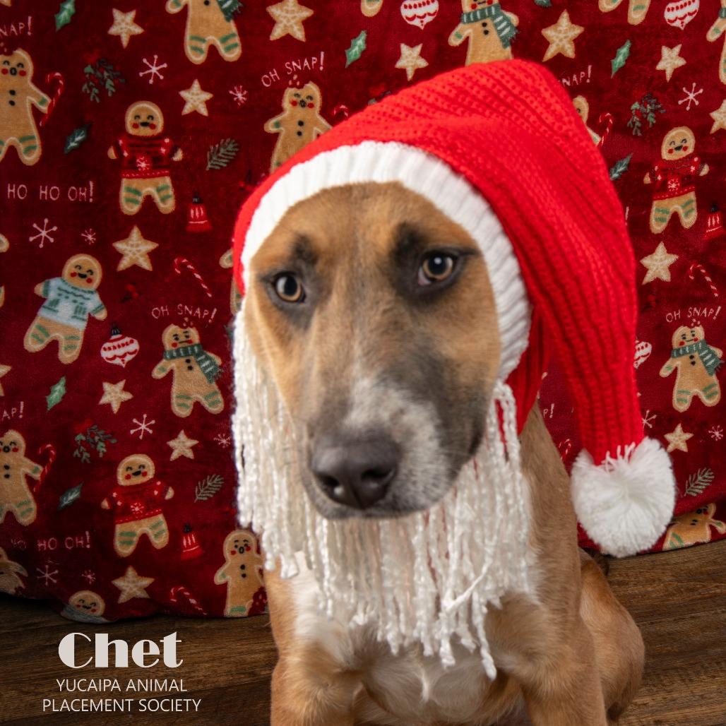 Chet, Adoptable, Young Male Shepherd & Boxer.