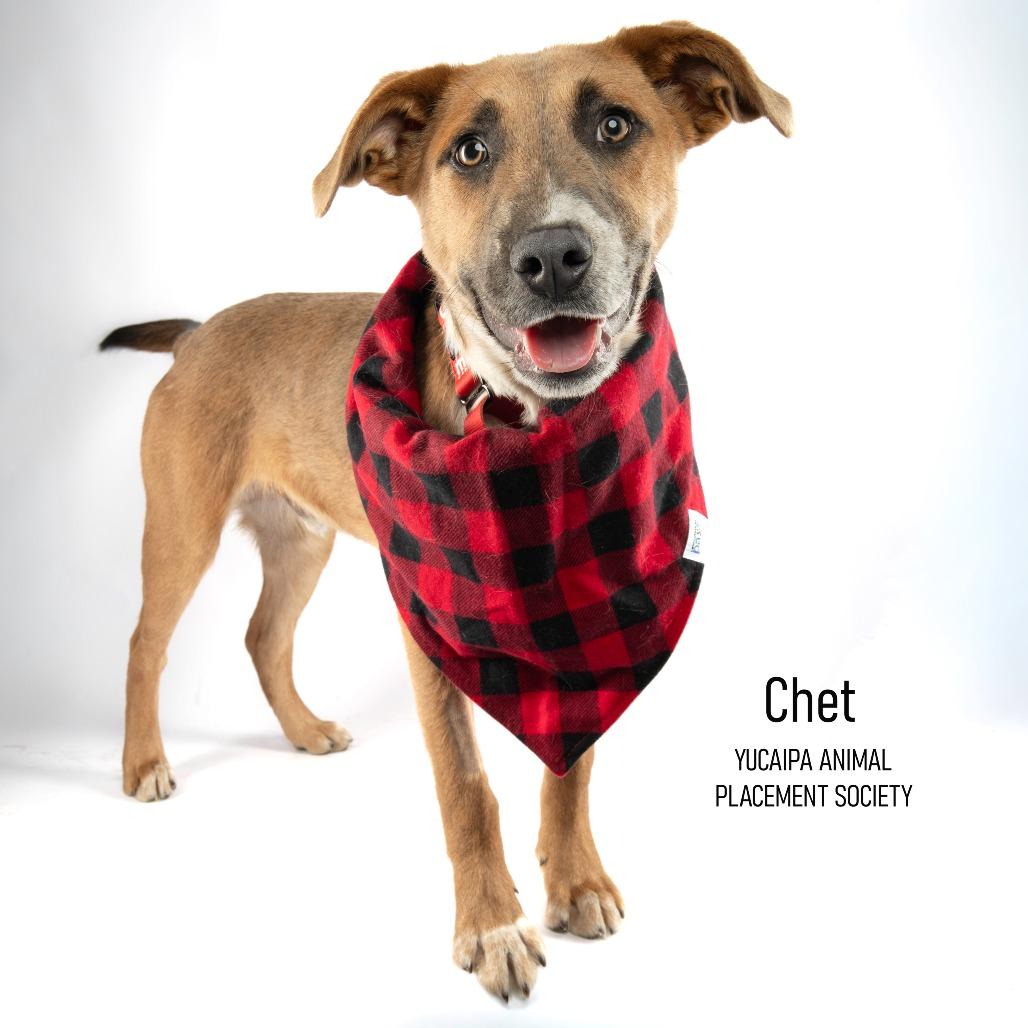 Enlarge Chet, a Adoptable mixed breed in Yucaipa, CA image 2/6
