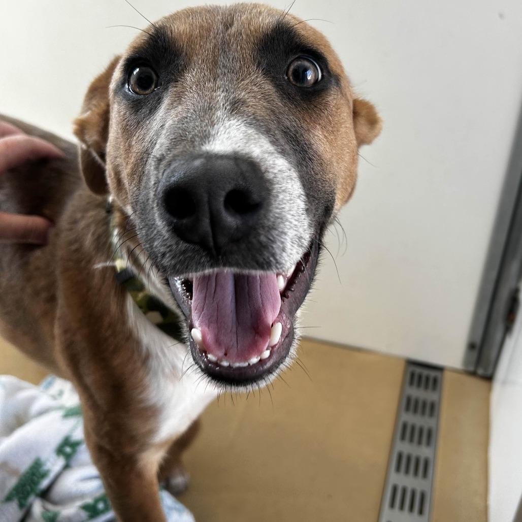 Enlarge Chet, a Adoptable mixed breed in Yucaipa, CA image 3/6