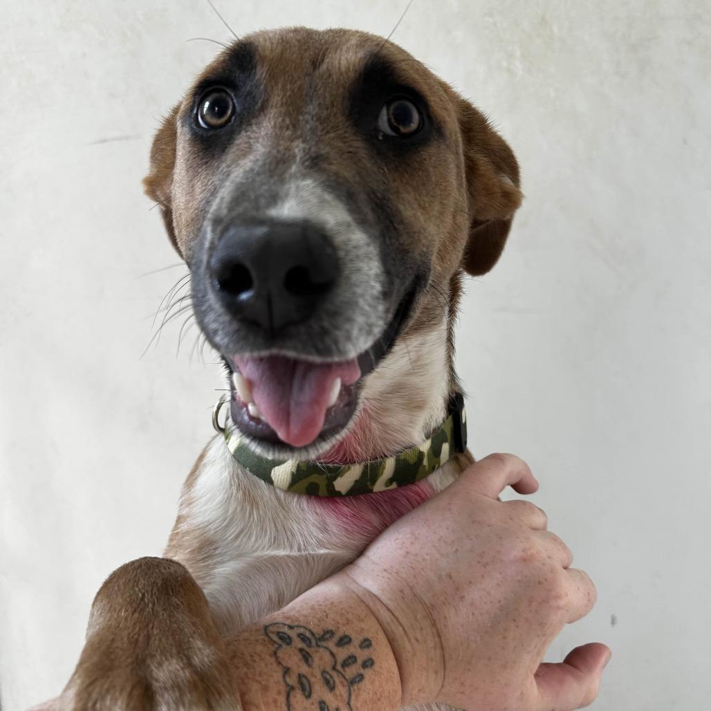 Enlarge Chet, a Adoptable mixed breed in Yucaipa, CA image 4/6