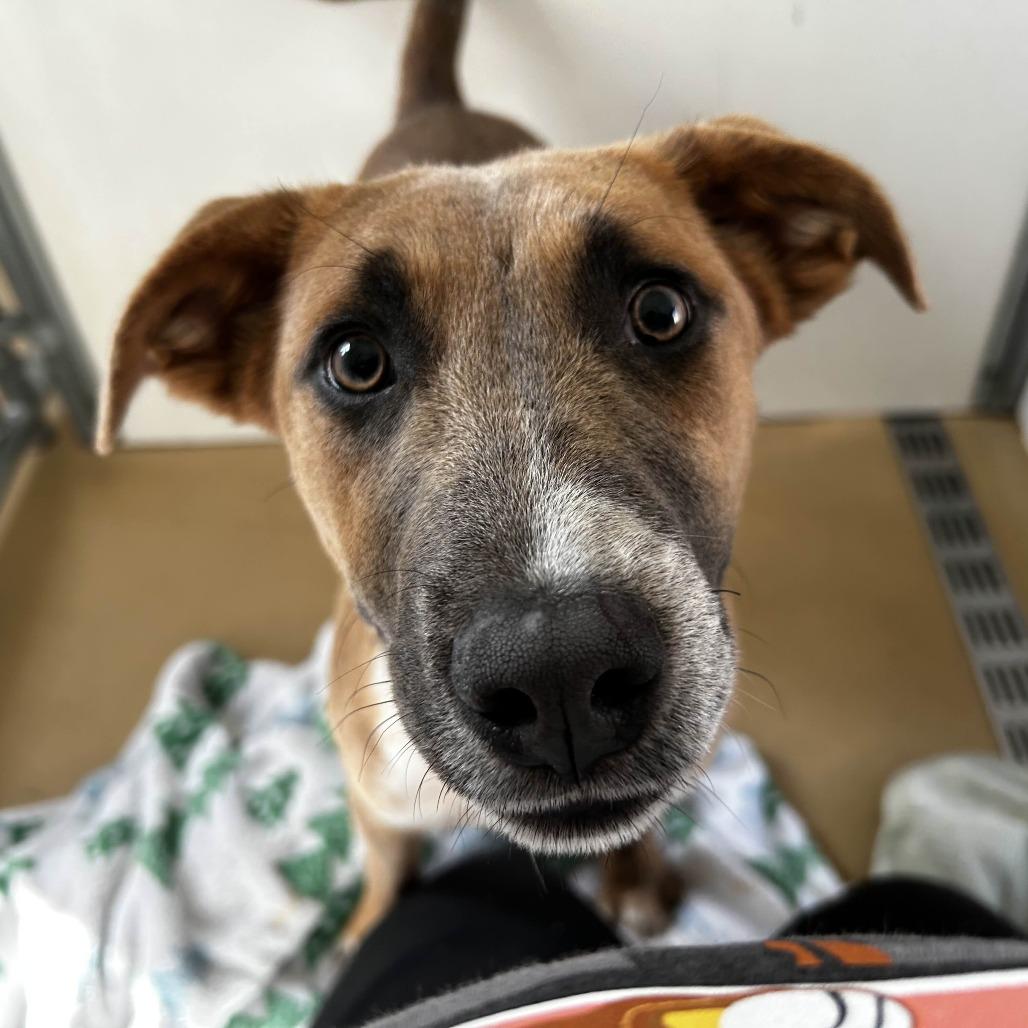 Enlarge Chet, a Adoptable mixed breed in Yucaipa, CA image 5/6