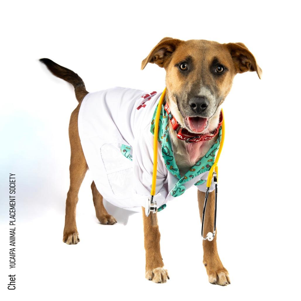 Enlarge Chet, a Adoptable mixed breed in Yucaipa, CA image 5/6