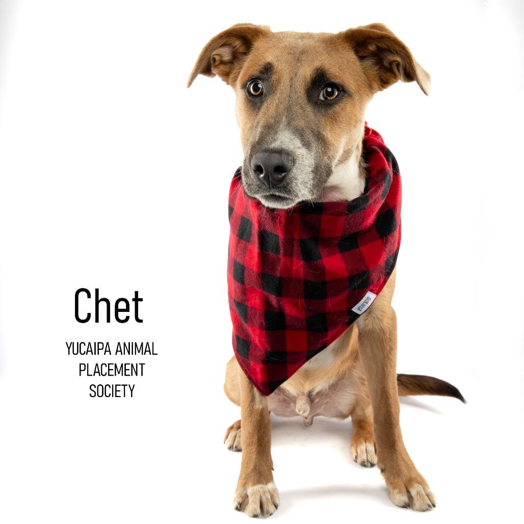 Enlarge Chet, a Adoptable mixed breed in Yucaipa, CA image 6/6