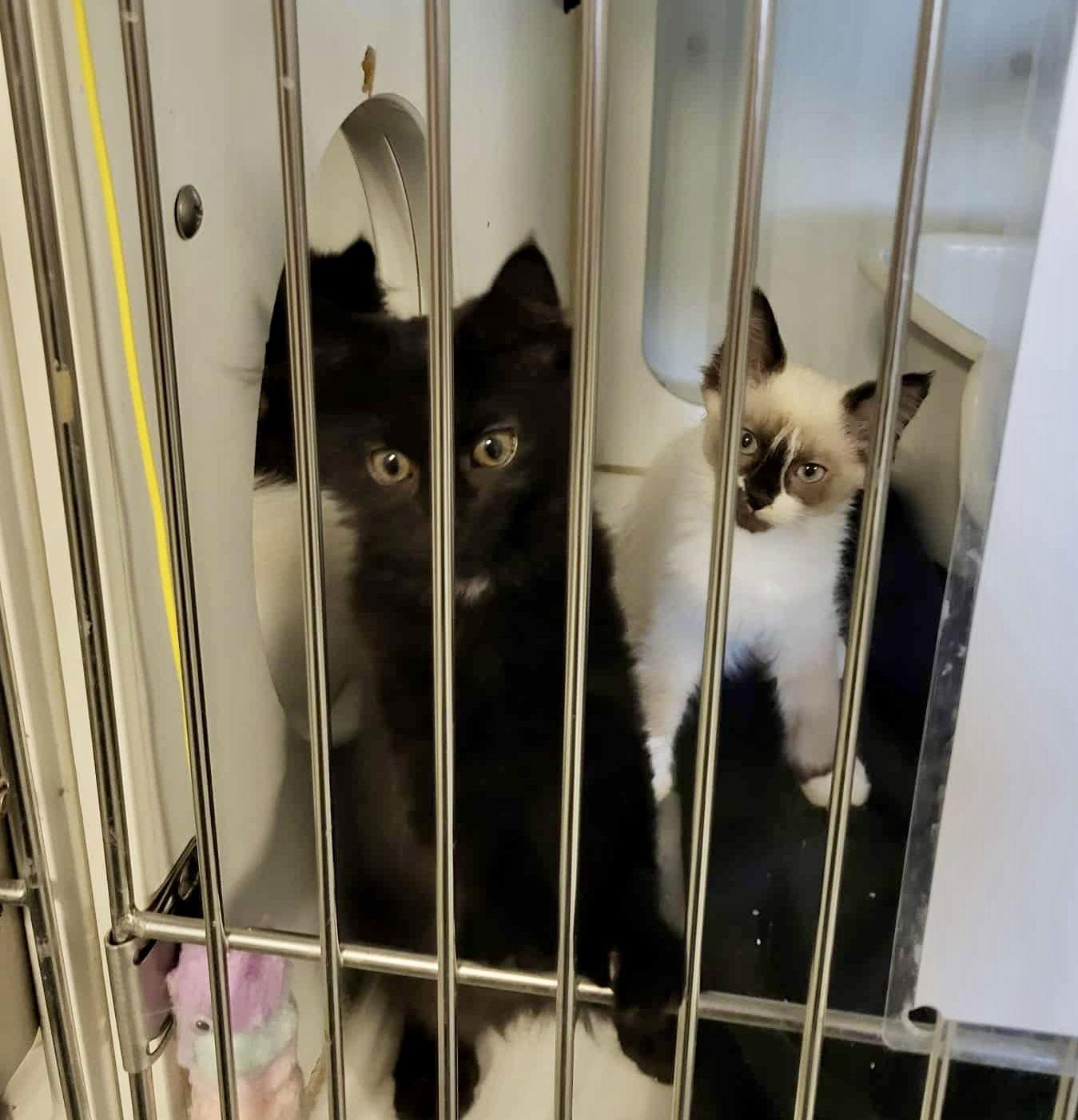 Roma — thumbnail 2