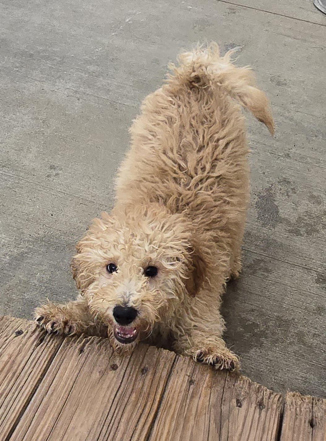 Enlarge Dinkby, an adopted mixed breed in Terre Haute, IN image 1/1