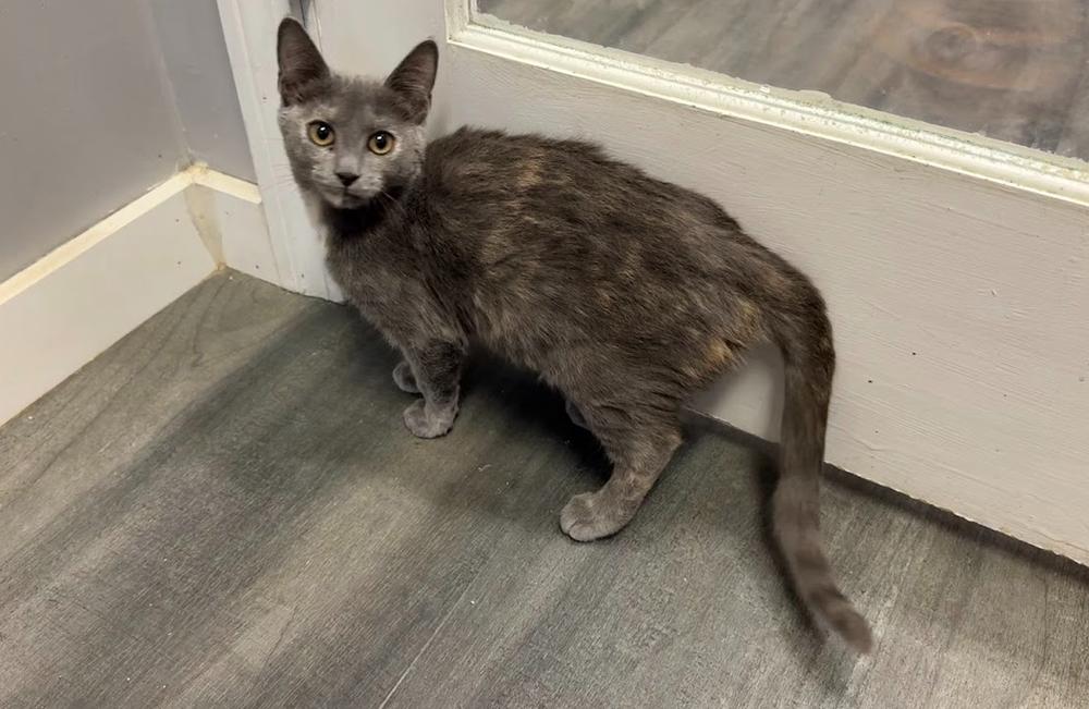 Enlarge Sierra, a Adoptable Domestic Short Hair in Hudson, NH image 1/2