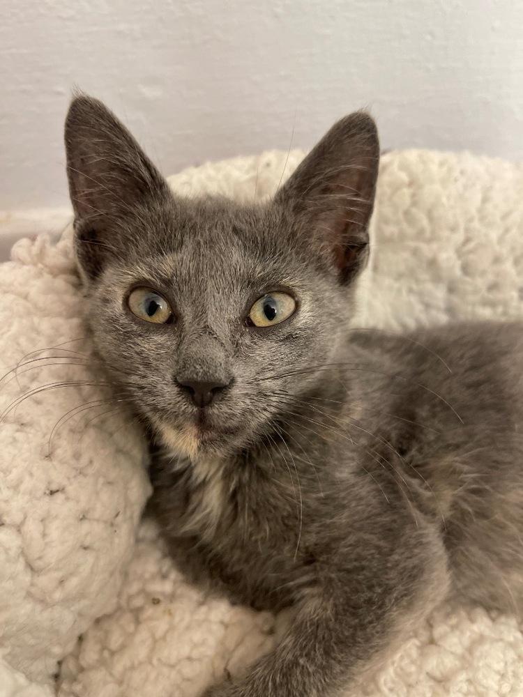 Enlarge Sierra, a Adoptable Domestic Short Hair in Hudson, NH image 2/2