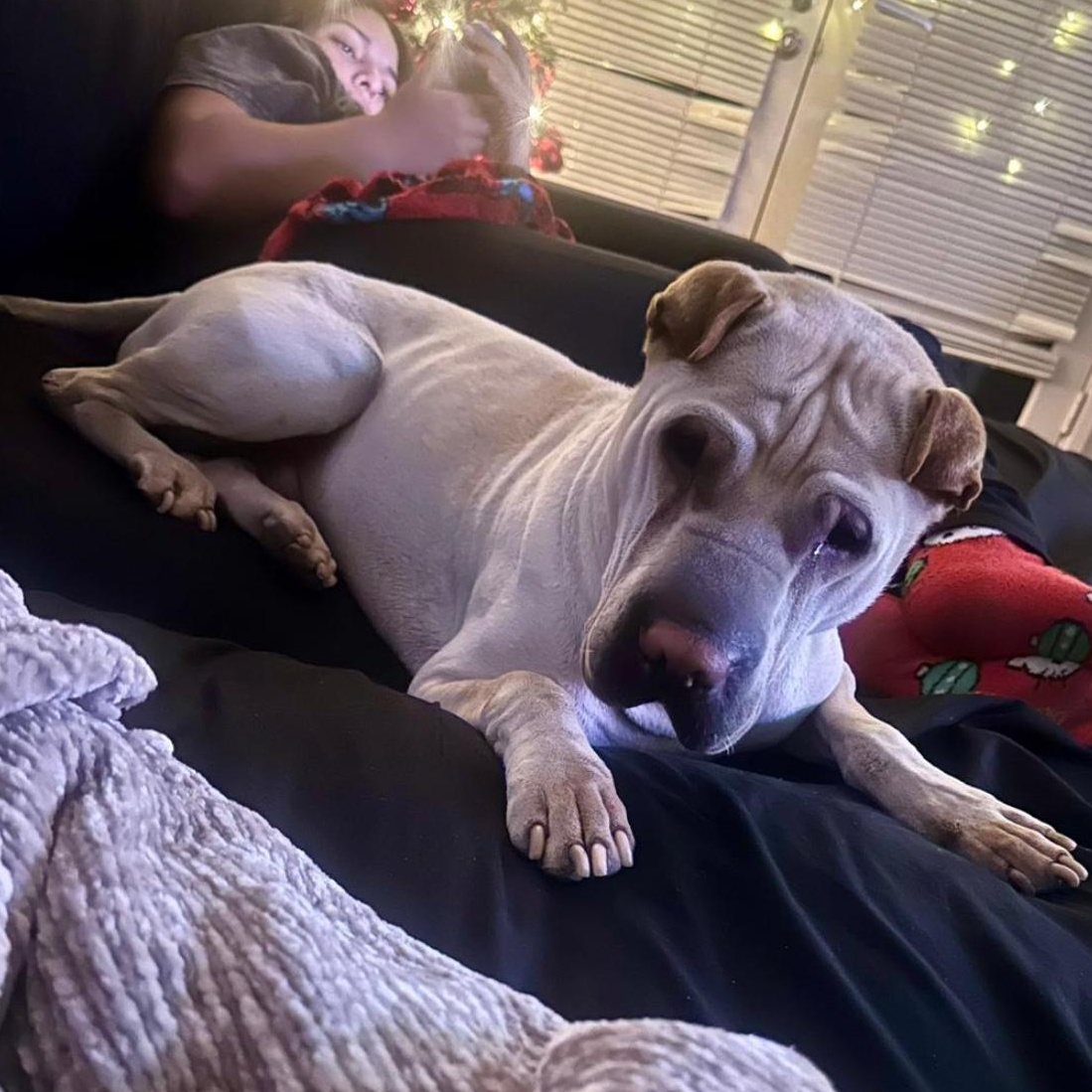 MAGNIFICENT MILES, a Adoptable Shar-Pei in Culver City, CA image 4/6