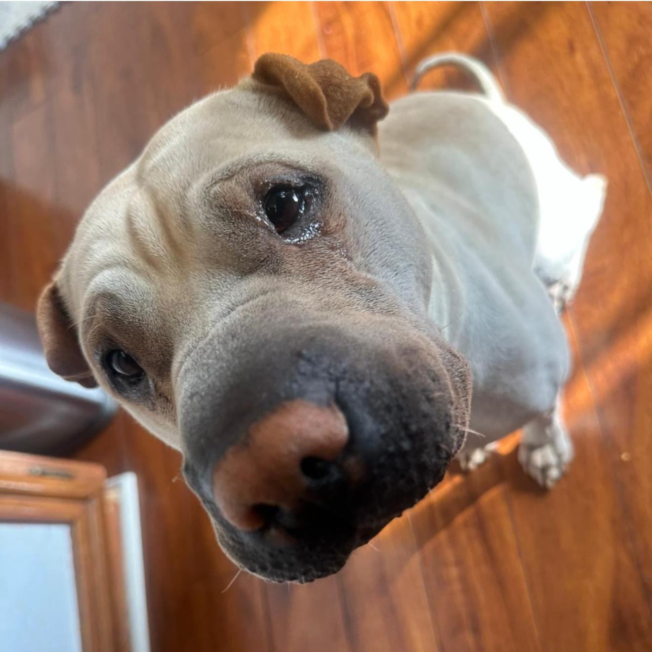 MAGNIFICENT MILES, a Adoptable Shar-Pei in Culver City, CA image 2/6