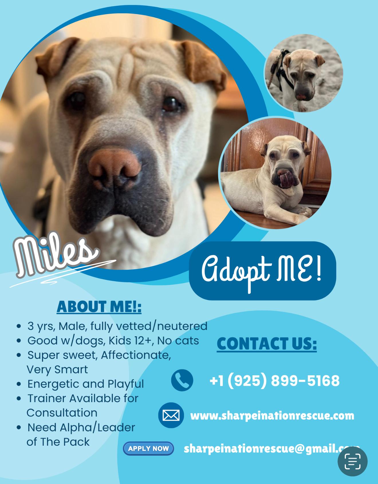 MAGNIFICENT MILES, a Adoptable Shar-Pei in Culver City, CA image 5/6