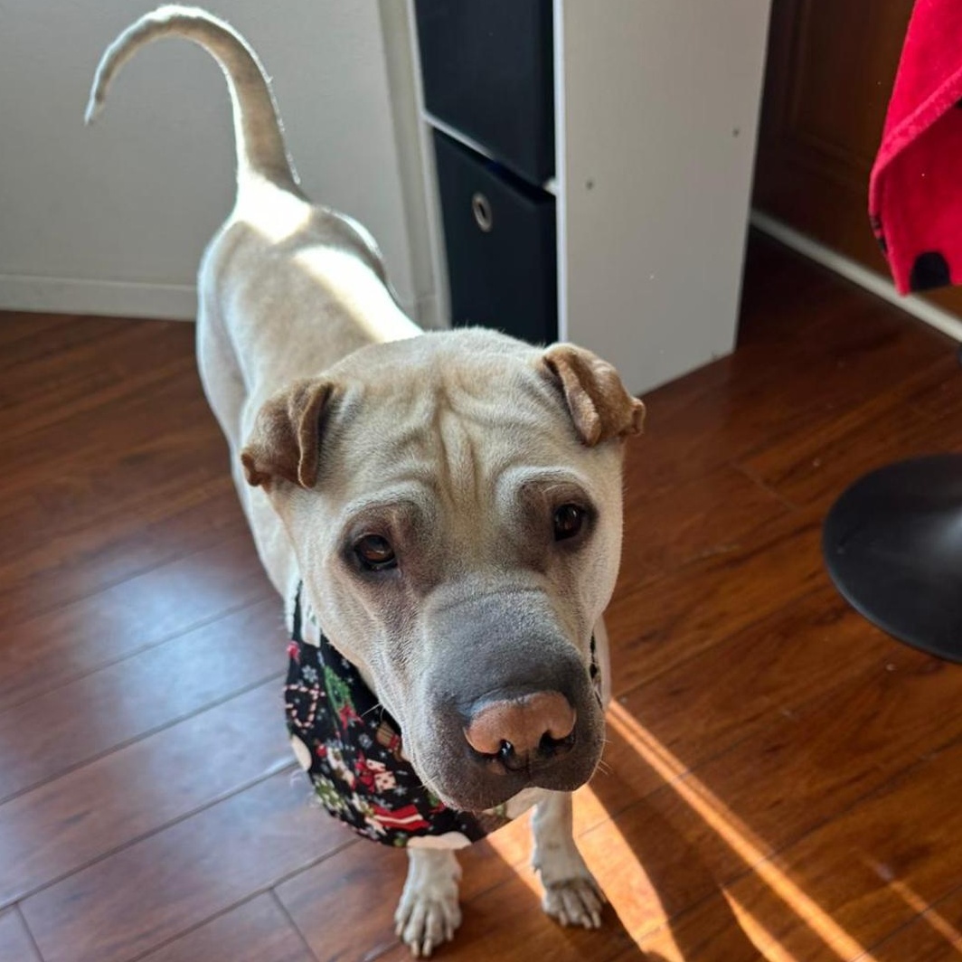 MAGNIFICENT MILES, a Adoptable Shar-Pei in Culver City, CA image 3/6