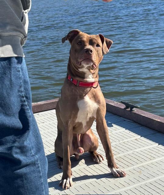 Slim Jim, Adopted, Young Male Boxer & Pit Bull Terrier.