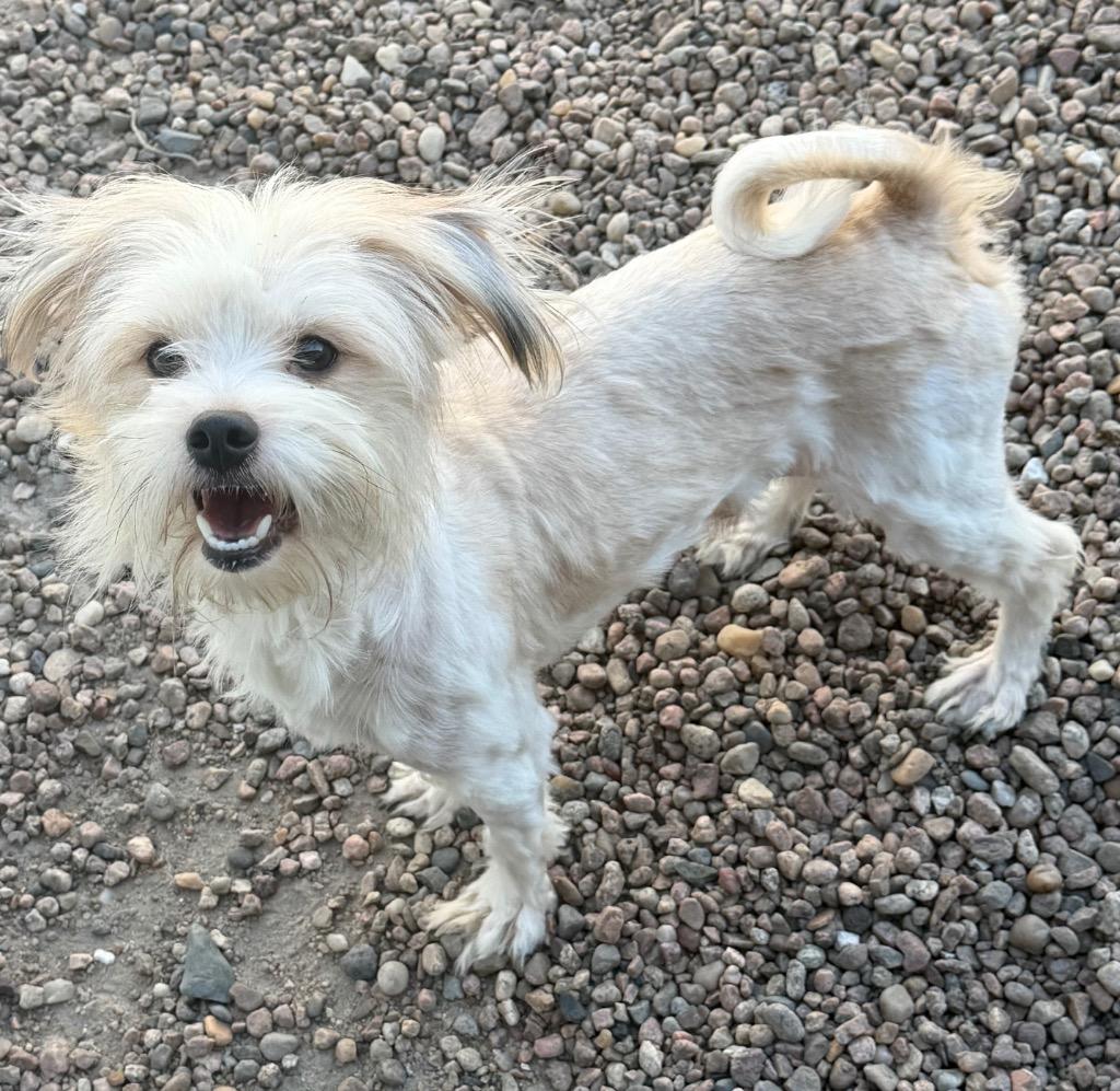 Enlarge Ken, a Adoptable mixed breed in Columbus, NE image 1/1
