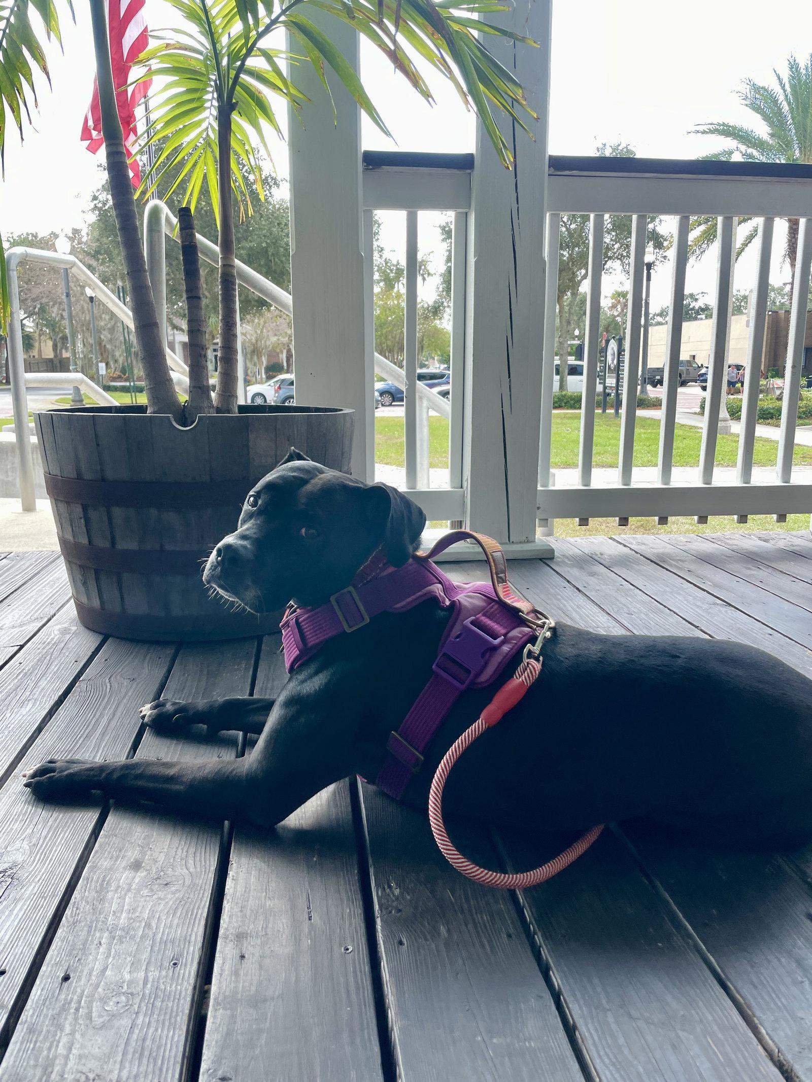 Rosie, Adoptable, Adult Female Black Labrador Retriever & Boxer.