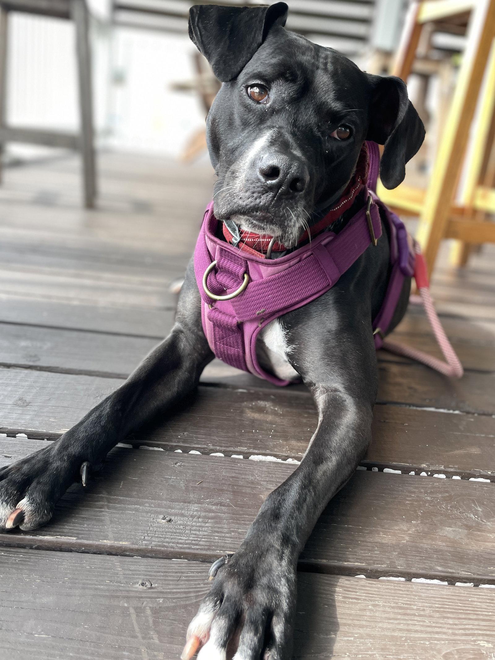 Enlarge Rosie, a Adoptable mixed breed in Sanford, FL image 3/3