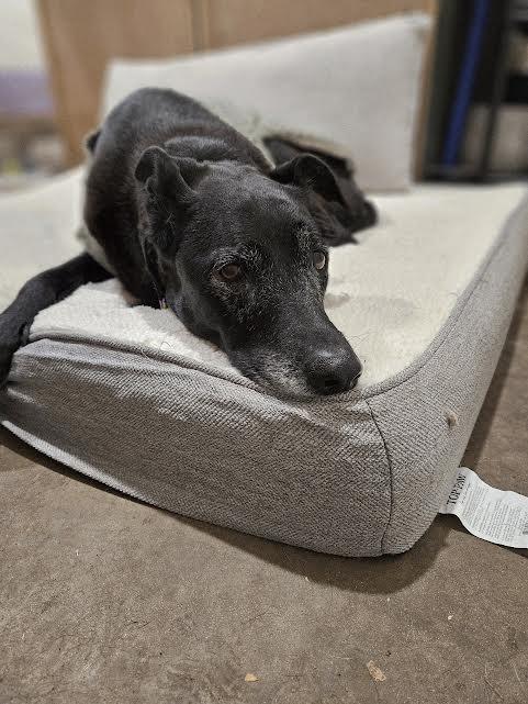 Lulu, a ADOPTABLE mixed breed in Arvada, CO image 1/6